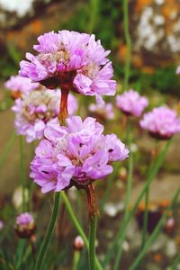 Close-up of pink flowers
