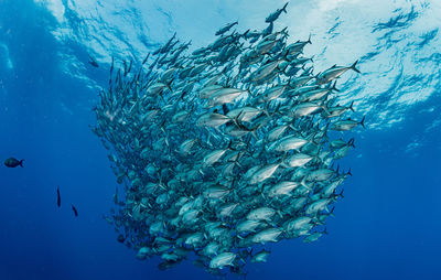 School of bigeye trevally, underwater photography