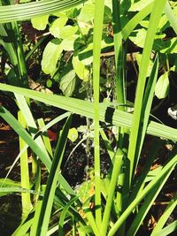 High angle view of raindrops on grass