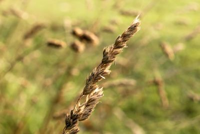 Close-up of stalks in field