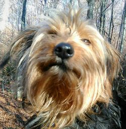 Close-up of dog