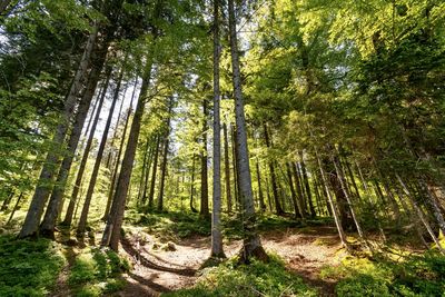 Trees growing in forest