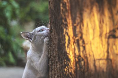 Close-up of a squirrel on tree trunk