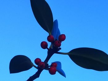 Low angle view of berries against blue sky