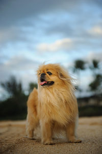 Portrait of a dog on field