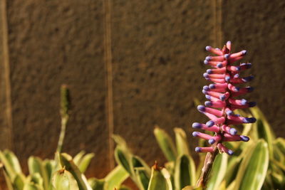 Close-up of purple flowering plant