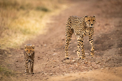 Cheetah walking with cub on field