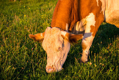 High angle view of cow grazing on field