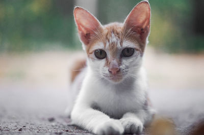 Close-up portrait of white cat