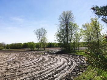 Scenic view of agricultural field against sky