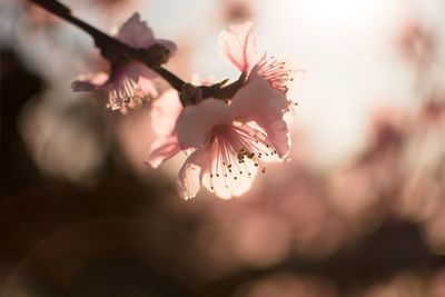 Close-up of cherry blossom