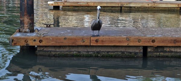 Bird hanging on riverbank