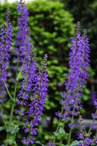 Close-up of lavender blooming outdoors