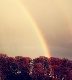 Rainbow over trees against sky