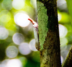 Close-up of insect on tree trunk