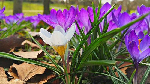 Close-up of purple flowers blooming in field