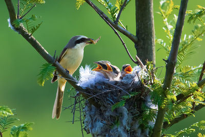 Close-up of bird perching on branch