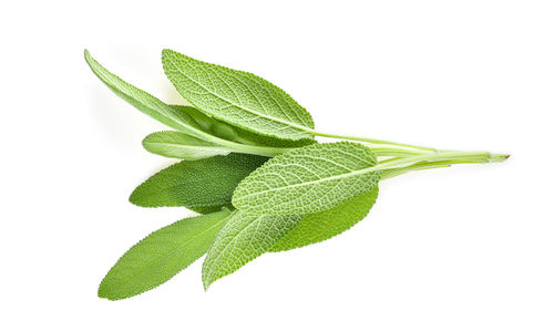 Close-up of green leaves against white background