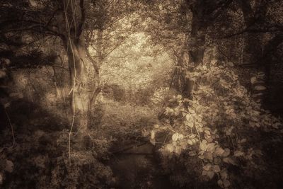 Trees in forest