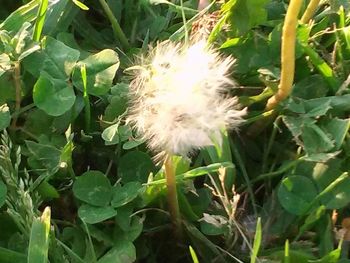 Close-up of dandelion flower