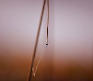 Close-up of wet spider web