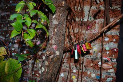 Close-up of hanging tree