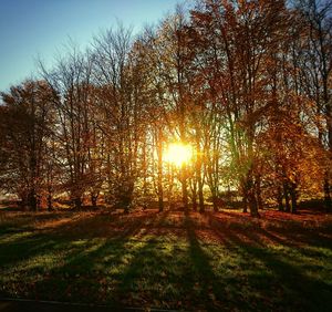 Trees in forest during sunset