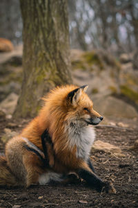 View of dog relaxing on field