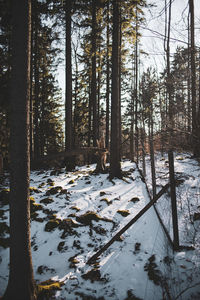 Snow covered trees in forest