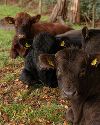 Cows in a field