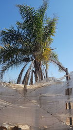 Low angle view of palm trees against clear blue sky
