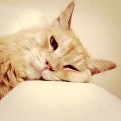 domestic cat