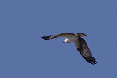 Low angle view of seagull flying against clear blue sky