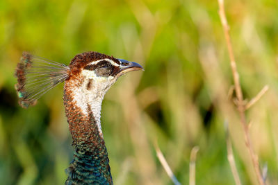 Close-up of head of peacock