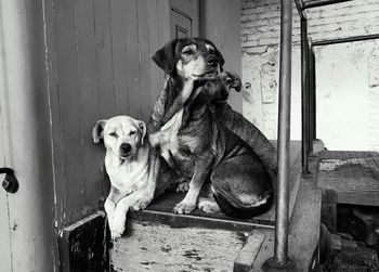 Portrait of dog sitting outdoors