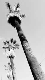 Low angle view of palm tree against clear sky