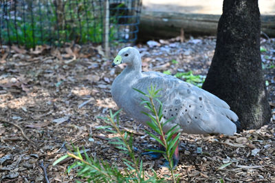 Close-up of bird perching on a tree