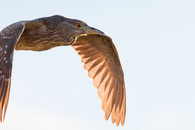 Low angle view of birds against clear sky