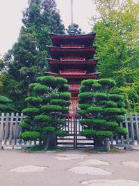 tree