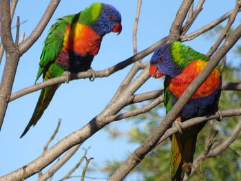 Low angle view of parrot perching on branch