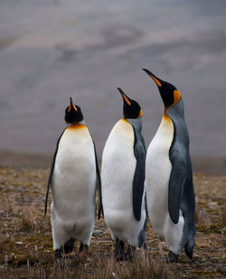 View of two penguins on land