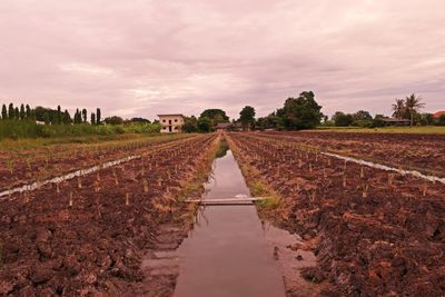 Lemon grass cultural practice, low land condition, thailand