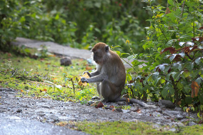 Portrait, a monkey busy peeling a banana while sitting sweet, aceh