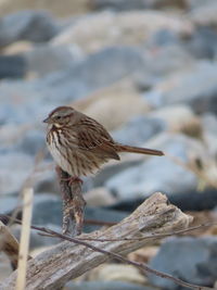 Close-up of bird perching on branch