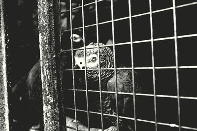 Portrait of cat in cage