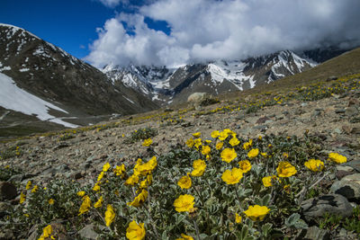 Scenic view of flowering plants and mountains against sky