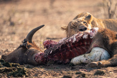 Close-up of lioness