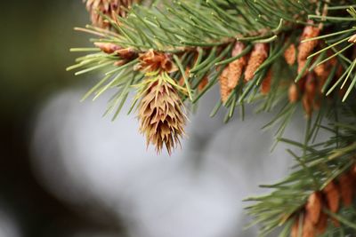 Close-up of pine tree