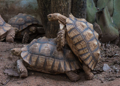 Close-up of a turtle in zoo