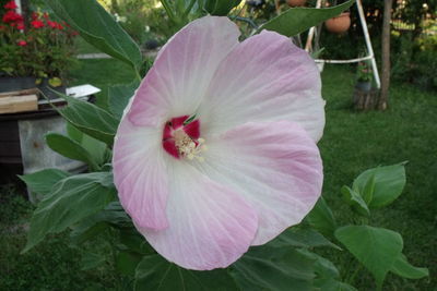 Close-up of pink hibiscus blooming outdoors